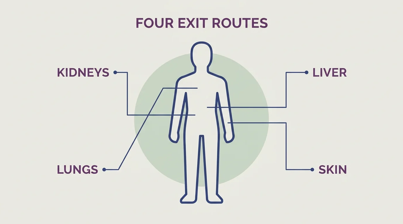 Flat editorial diagram of the four exit routes the body uses for detoxification — kidneys, liver, lungs and skin