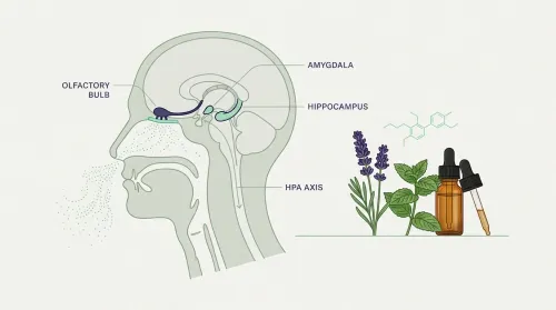 Editorial diagram of the olfactory-to-limbic mechanism behind aromatherapy science, with lavender and amber dropper bottle