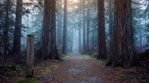 Early-morning mist on a designated forest-bathing trail among tall cedars and pines, with a low weathered wooden marker post